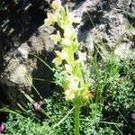 Dactylorhiza insularis Flower