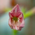 Hippeastrum reticulatum Fiore