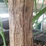 Beaucarnea recurvata ᱪᱷᱟᱹᱞᱤ