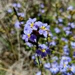 Dampiera stricta Fleur