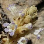 Orobanche rosmarina Bloem