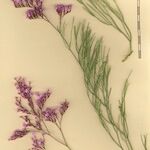 Limonium insigne Other