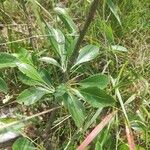 Pyrus nivalis Feuille