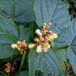 Mallotus oppositifolius Flower