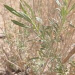 Pechuel-loeschea leubnitziae Лист