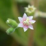 Leandra mexicana Blüte