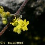 Aurinia petraea Otro