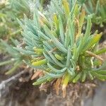 Dianthus rupicola Leaf