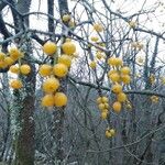 Loranthus europaeus Fruit