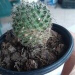 Mammillaria wrightii Corteza