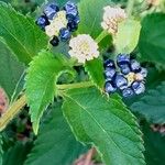 Lantana camara Frouezh