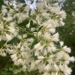 Baccharis halimifoliaFlower