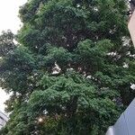 Handroanthus heptaphyllus ശീലം