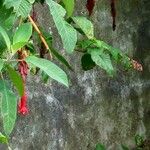 Fuchsia boliviana Cvet