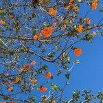 Cordia dodecandra Lorea