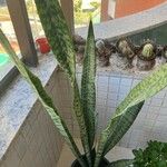 Dracaena hyacinthoides পাতা