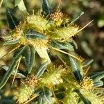 Xanthium spinosum Plod