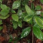 Psychotria champluvierae Habit