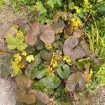 Ligularia dentataList