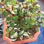 Portulacaria afra Hoja