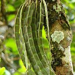 Arthroclianthus maximus Плод