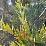 Osyris lanceolata Blatt