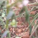 Fagonia cretica 葉