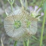 Lomelosia stellata Mbuma