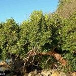 Xylocarpus granatum موطن