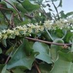 Anredera cordifolia Цветок