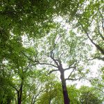 Quercus robur Libunga