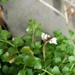 Cardamine parviflora Blomst