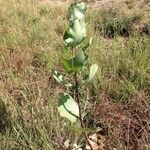 Asclepias latifolia ᱛᱟᱦᱮᱸ