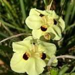 Dietes bicolorFlower