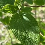 Viburnum lantana Blad