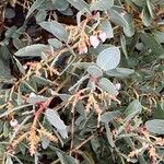 Arctostaphylos mewukka पत्ता