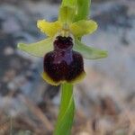 Ophrys passionis 花