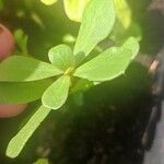 Portulaca oleracea List