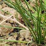 Cyperus laevigatus Leaf