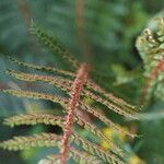 Polystichum vestitum Blad