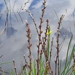 Philydrum lanuginosum Flower