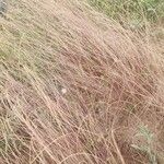 Microchloa kunthii Habitus