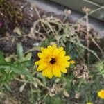 Calendula arvensisLorea