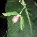 Mendoncia retusa Fruit