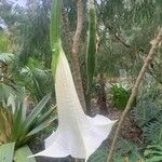 Brugmansia arborea Λουλούδι