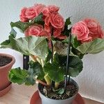 Begonia spp. Fleur