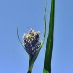 Carex parviflora Otro
