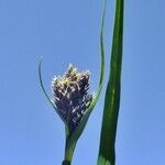 Carex parviflora Цвят