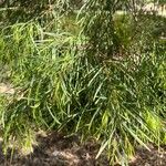 Acacia cognata Fuelha