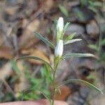 Evolvulus sericeus Flower